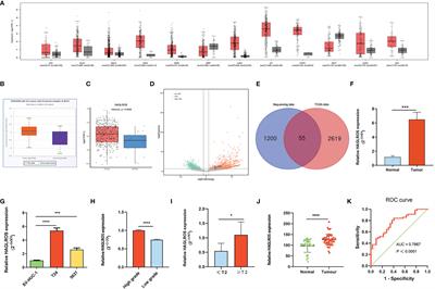 Long Noncoding RNA HAGLROS Promotes the Malignant Progression of Bladder Cancer by Regulating the miR-330-5p/SPRR1B Axis